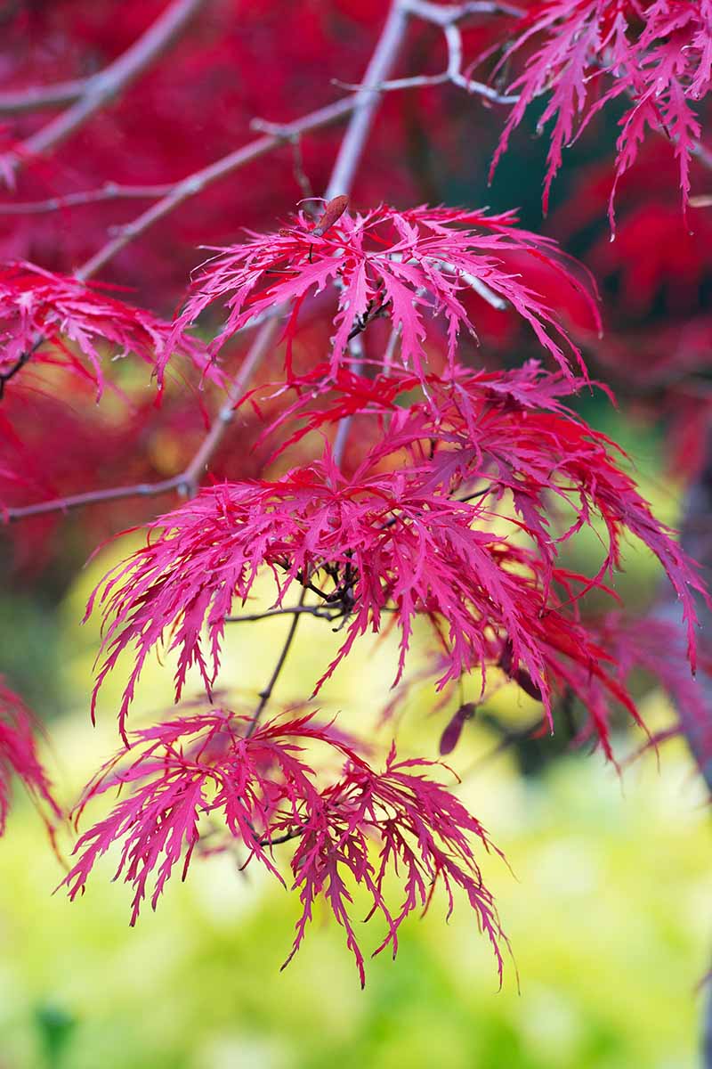 一个近距离垂直图像的亮红色秋叶槭palmatum var. dissectum ' Inaba Shidare '拍摄在一个软焦点背景。