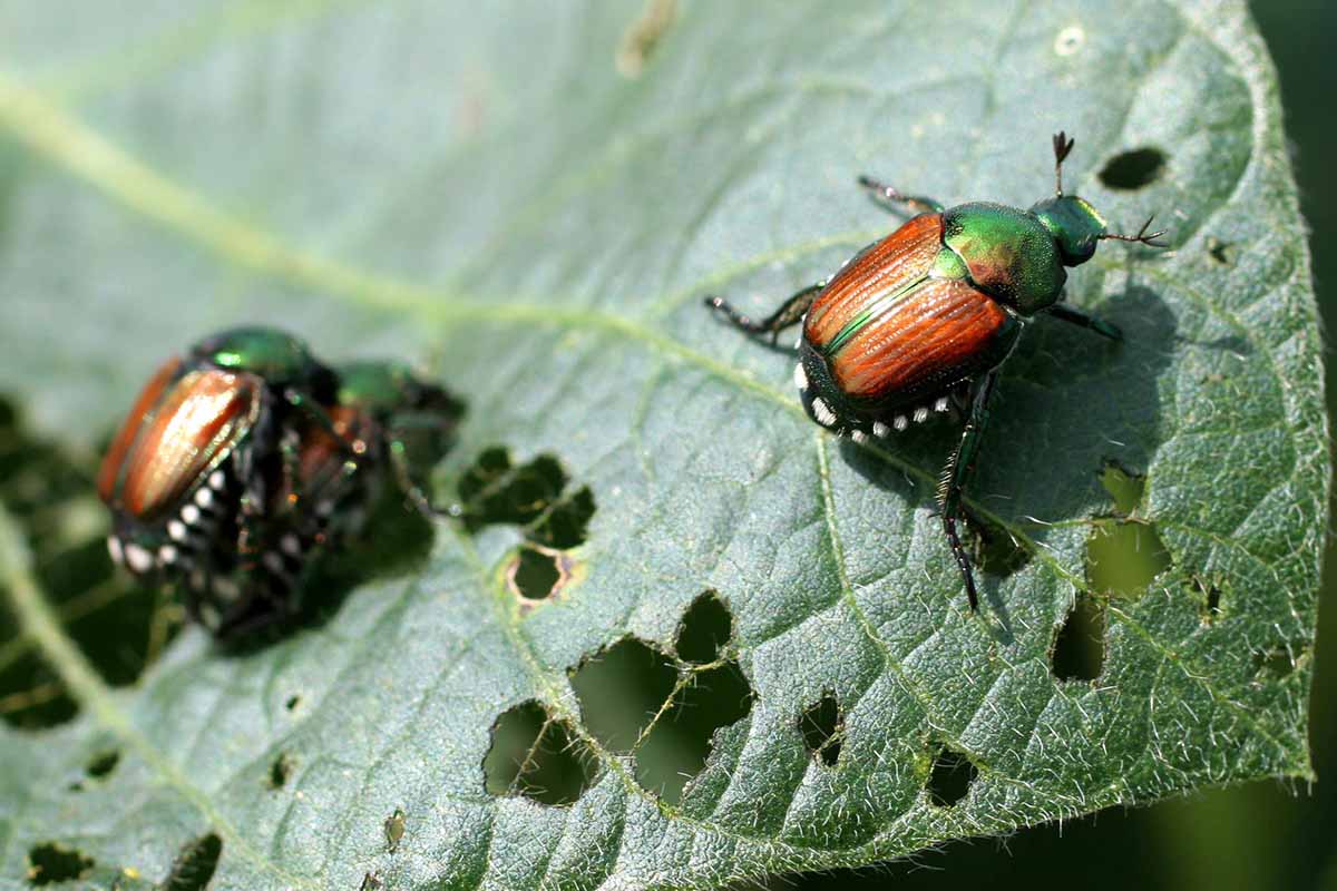 一个近距离的水平图像，两只日本甲虫正在一棵植物的叶子上吃饭。