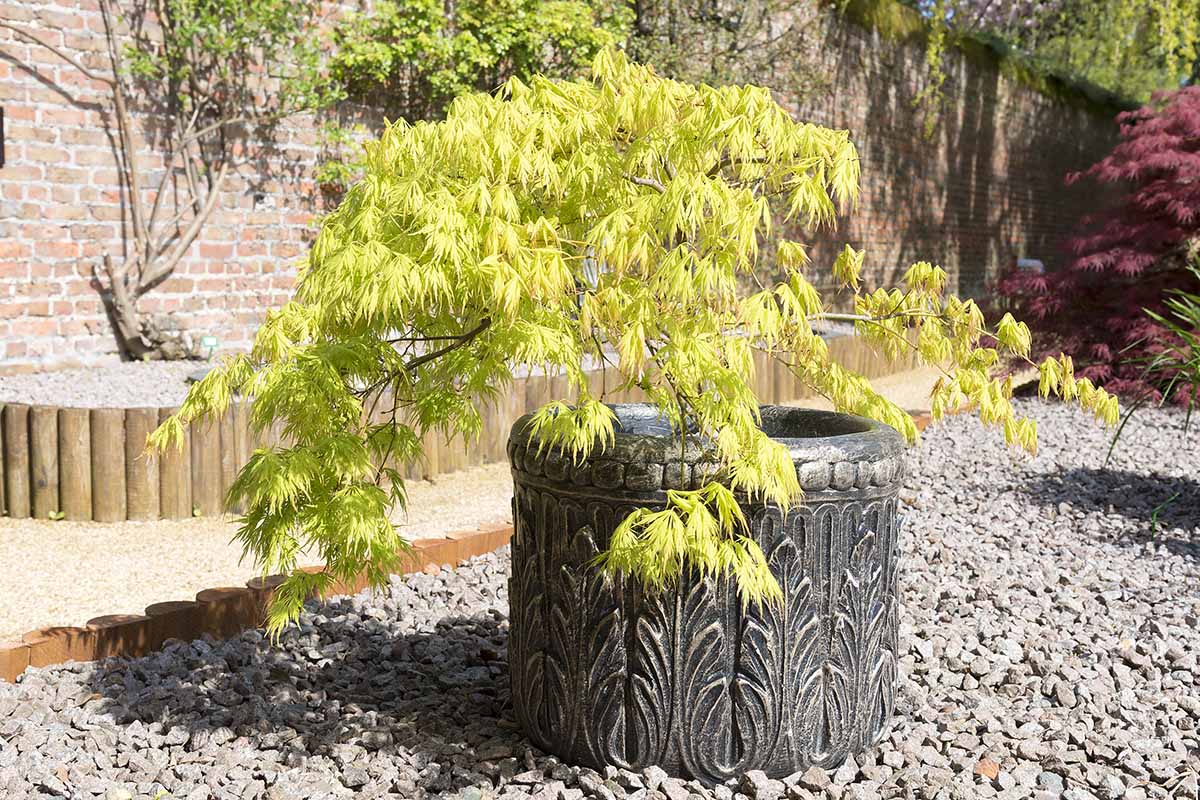 在一个正式的花园中，一棵日本枫树生长在一个大的装饰性花盆里，花盆上有排水金属。