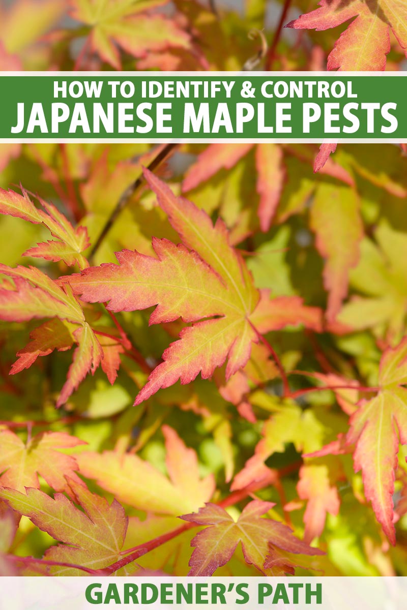这是在阳光过滤下拍摄的日本枫树叶子的近距离垂直图像。到框架的顶部和底部是绿色和白色的印刷文字。