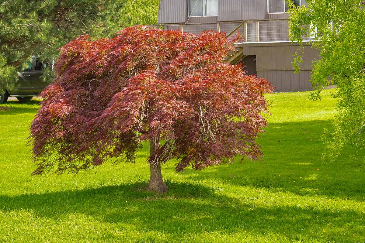 一棵哭泣的日本枫树生长在住宅外的草坪上的水平图像。