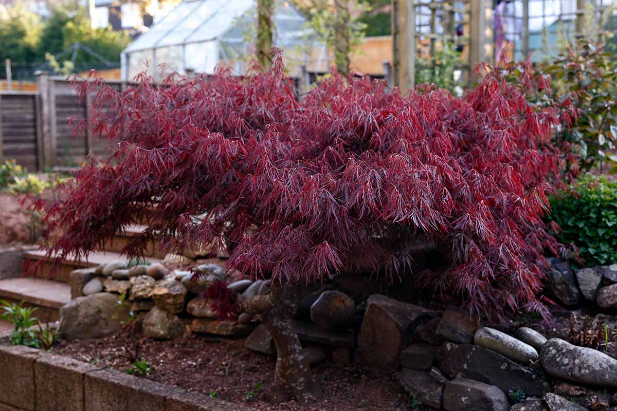 一个近距离的水平图像的小日本枫树生长在花园边界。