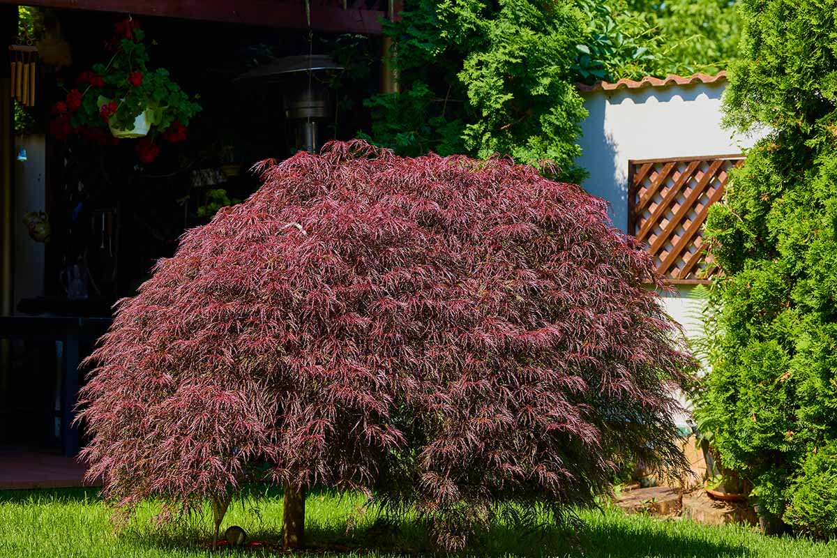 在明亮的阳光下，一棵日本枫树在住宅外生长。