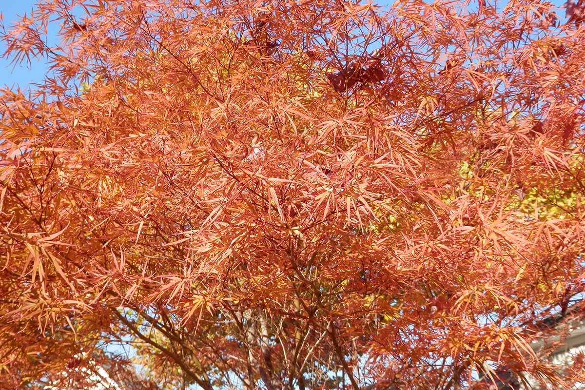 在明亮的阳光下，一棵生长在花园里的日本枫树明亮的橙色叶子的近距离水平图像。