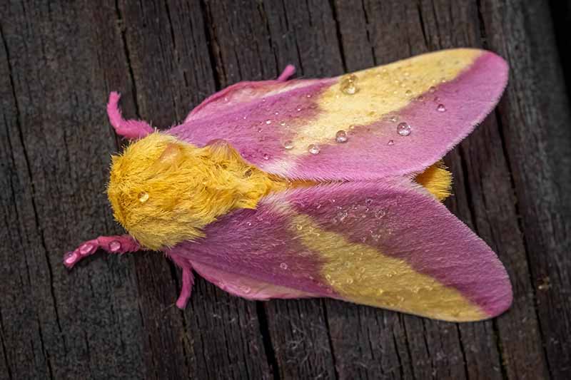 一只粉红色和黄色的毛茸茸的蛾子在木头表面上的特写。