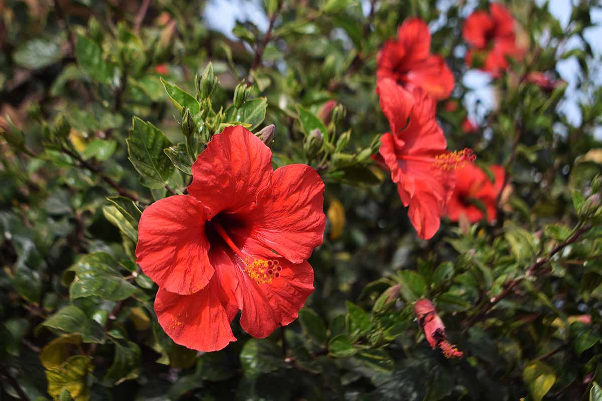 一个近距离的水平图像的红色热带芙蓉花生长在花园里。