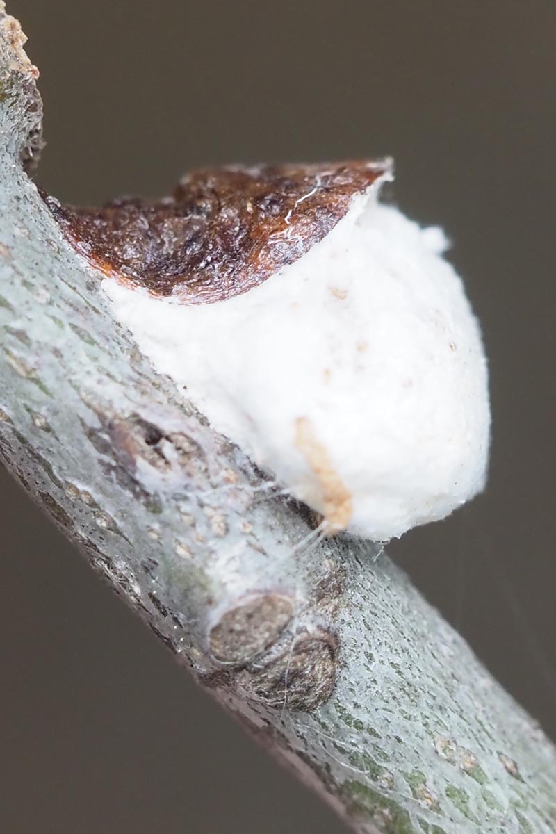 一个近距离垂直图像的棉花枫树鳞片昆虫，看起来像棉花糖在树枝上。