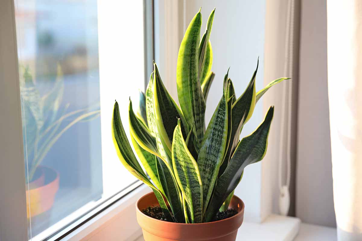 在室内窗台上的一个小盆栽蛇形植物的近距离水平图像。