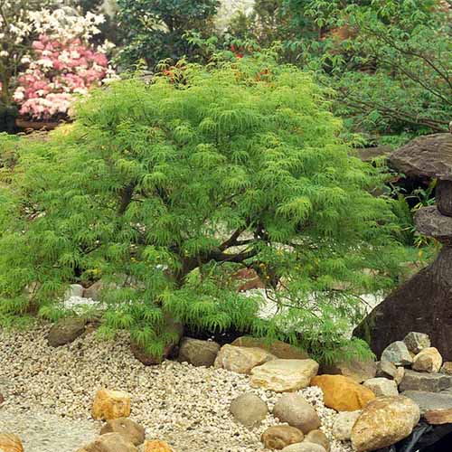 一个近距离的正方形图像的“Viridis”日本枫树生长在一个岩石花园。