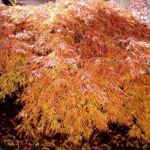“瀑布”日本枫树的近距离正方形图像，橙色的秋天树叶生长在花园里。
