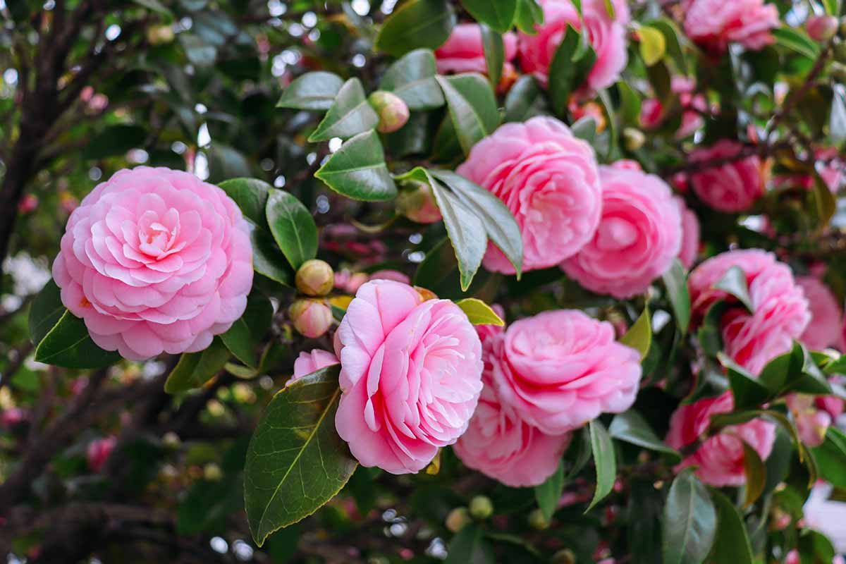 一个近距离的水平图像的粉红色山茶花生长在花园里。