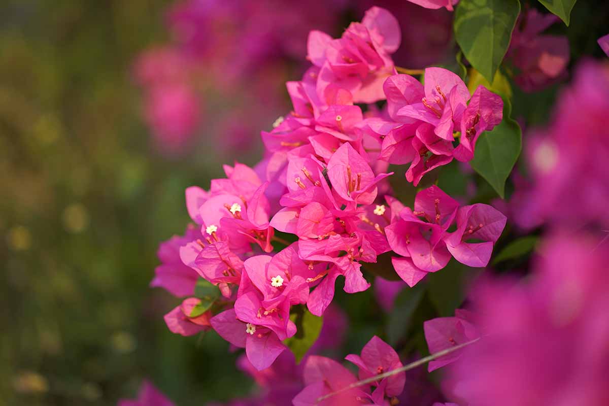一个近距离的水平图像，粉红色的三角梅花拍摄在一个软焦点背景。