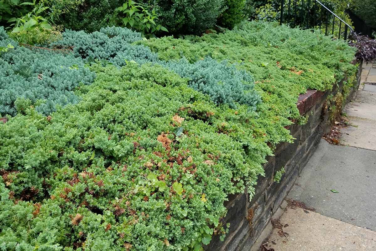 一个近距离的水平图像的匍匐杜松生长在一个花园边界两侧的道路。