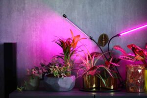 一个近距离的水平图像的一组室内植物生长在生长灯室内。BOB体育APP苹果下载