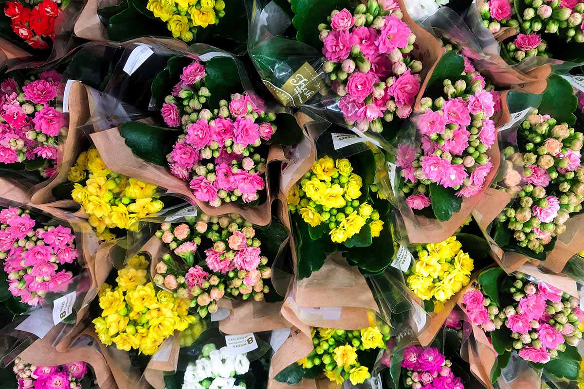 一个近距离水平图像花束的多色花店的kalanche花。