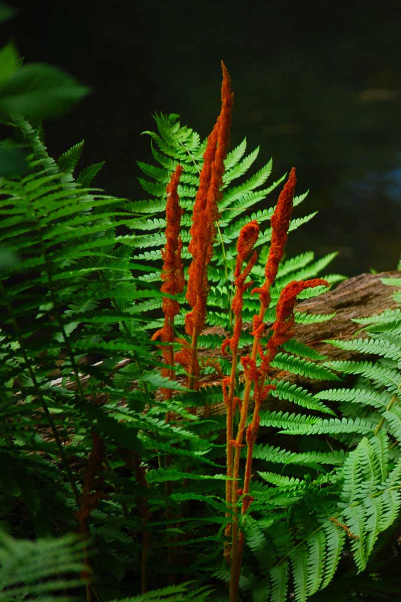 一棵肉桂蕨(Osmundastrum cinnamomeum)生长在森林中的垂直图像，背景为黑色。