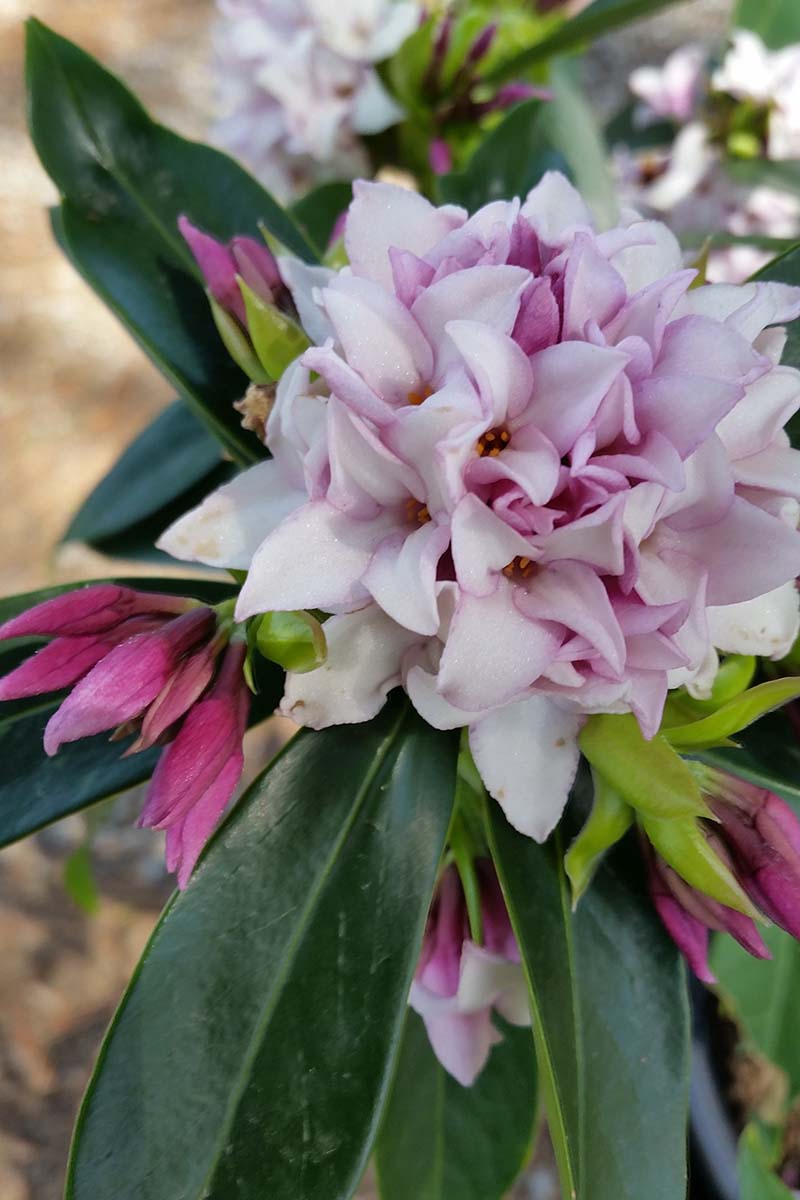 一个“香水公主”达芙妮花生长在花园的近距离垂直图像，在一个软焦点背景下拍摄。