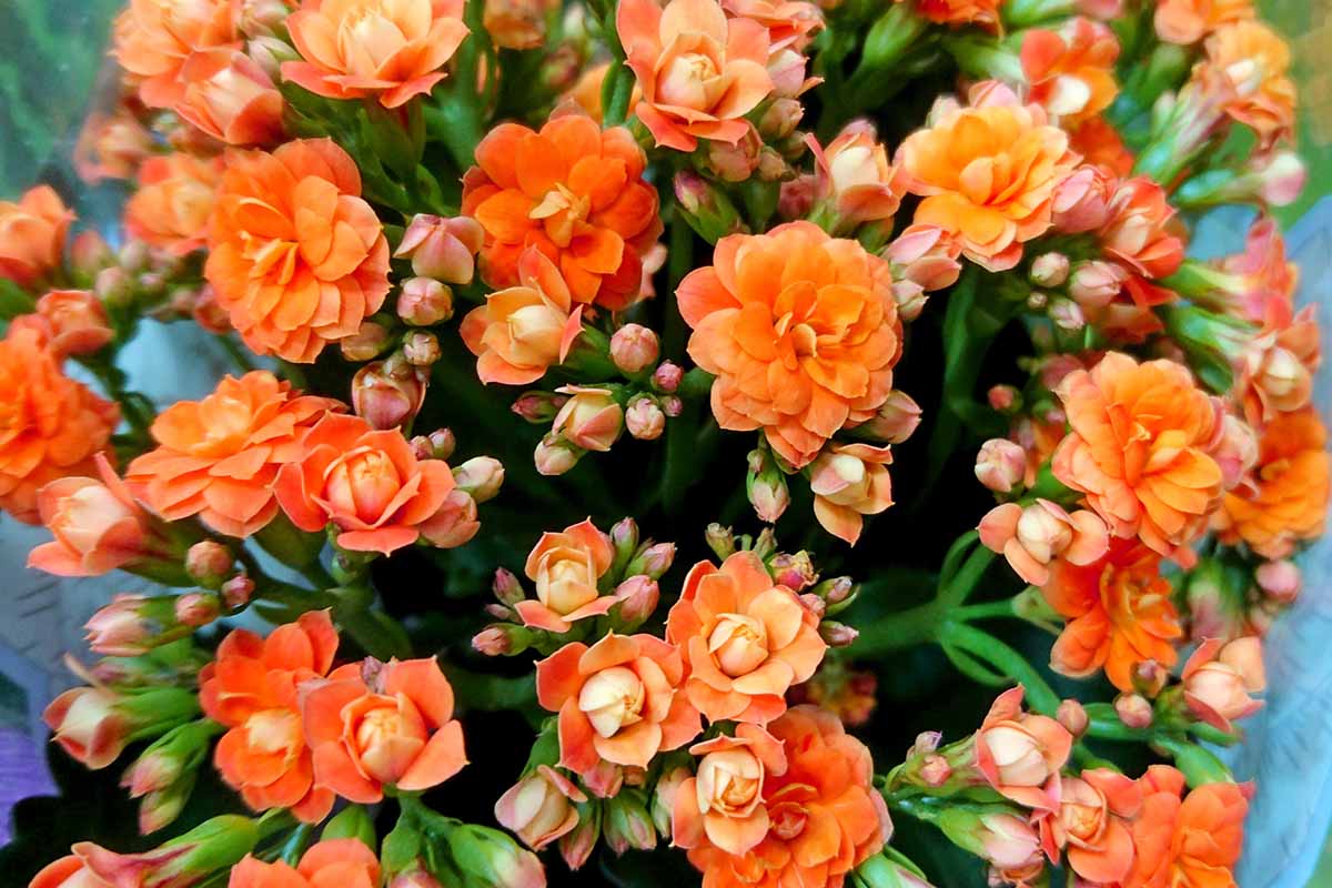 一个近距离的水平图像，明亮的橙色花朵和花蕾的燃烧水果(卡兰卡花)植物生长在室内。