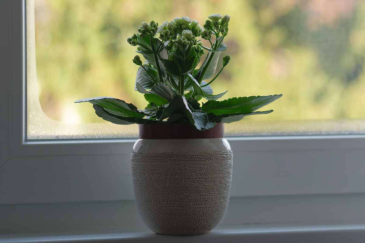 一个小花店的kalanche(燃烧的凯蒂)植物在窗台上的近距离水平图像。