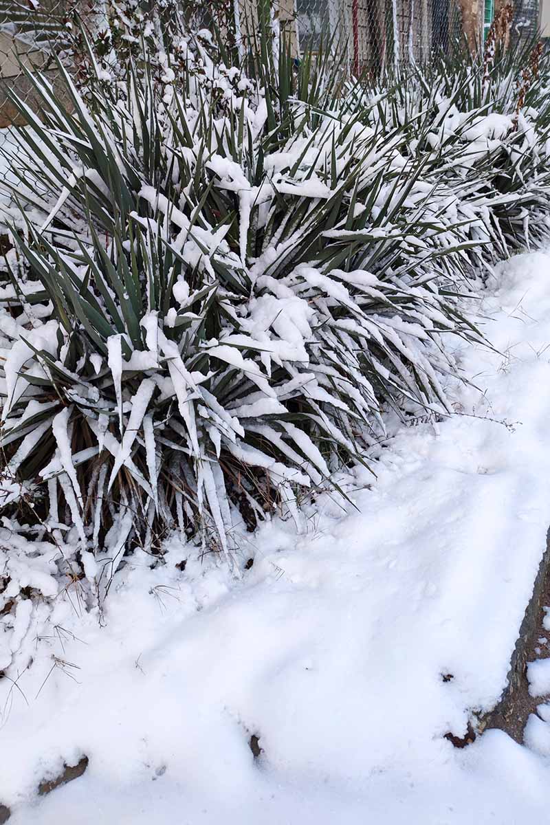 雪覆盖的住宅外生长的丝兰植物的垂直图像。BOB体育APP苹果下载