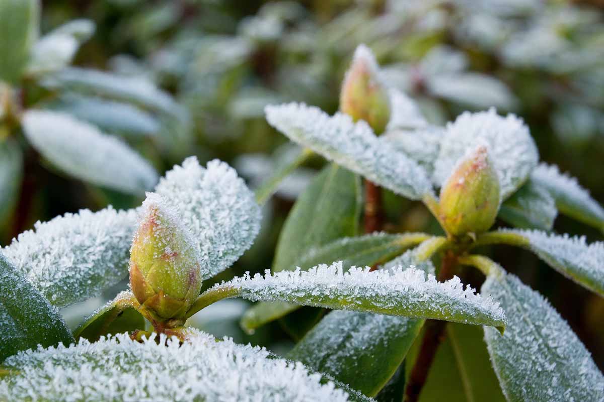 近距离水平图像的杜鹃花植物覆盖在一层轻霜。BOB体育APP苹果下载
