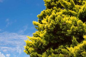 一个大的中国杜松(Juniperus chinensis)在蓝天背景下拍摄的水平图像。