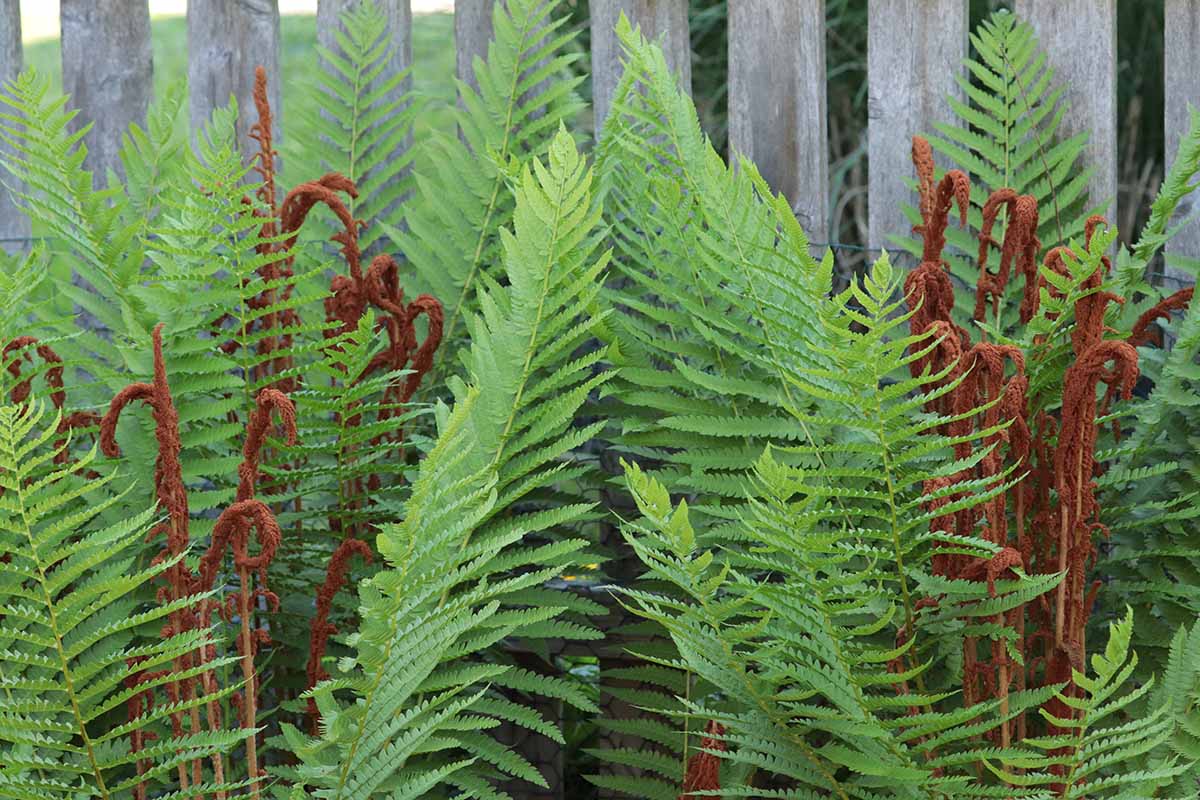 密切的横向图像绿色的叶子和展开布朗的肉桂蕨类植物(Osmundastrum cinnamomeum)增长了一个木制的栅栏。