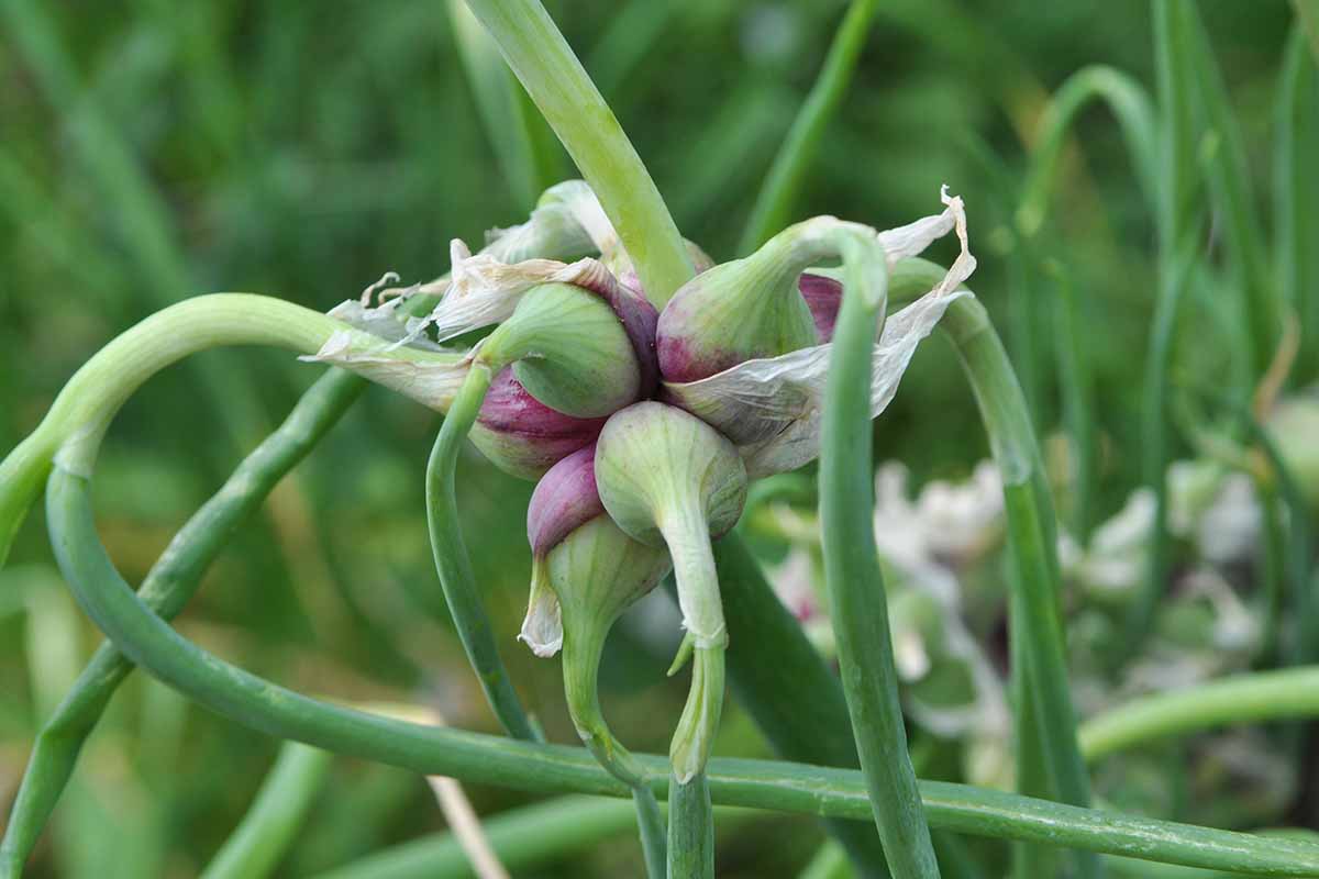 埃及行走的洋葱(Allium x proliferum)在花园里生长的顶部鳞茎的近距离水平图像。