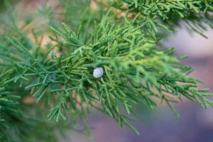 近距离水平图像的树叶和落基山杜松(Juniperus scopulorum)的蓝色浆果拍摄在一个软焦点背景。