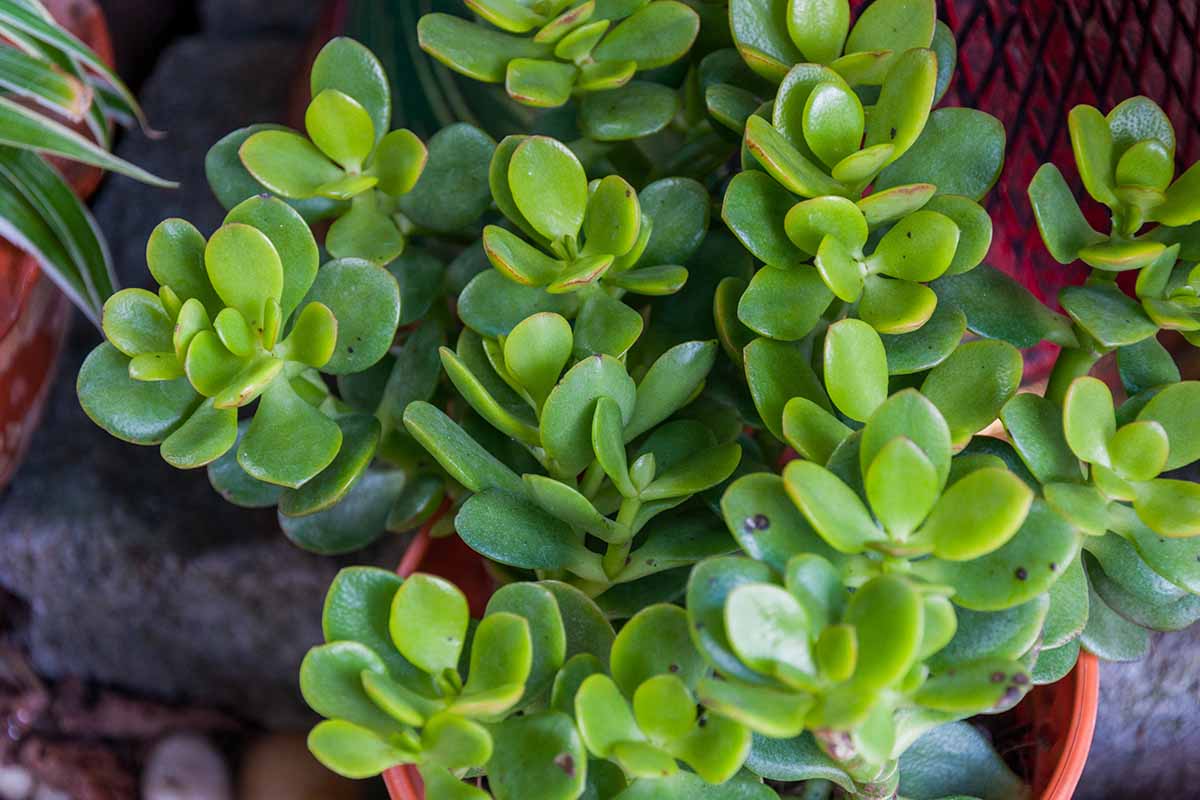 这是在室内的一个小花盆里生长的一种玉石植物(Crassula ovata)的叶子的近距离水平图像。