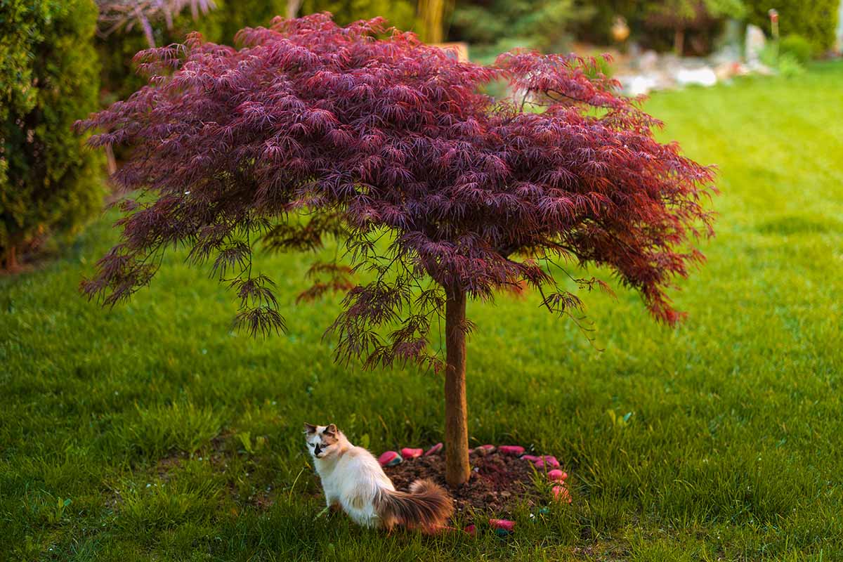 近水平形象的小日本枫树哭泣laceleaf草坪下面有一只猫。