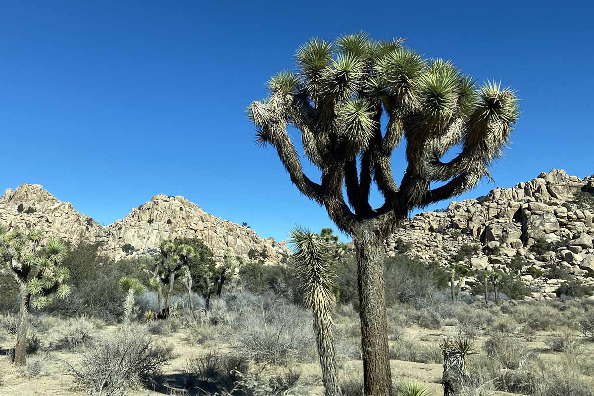 约书亚树(Yucca brevifolia)在沙漠景观中生长的水平图像，背景为蓝天。