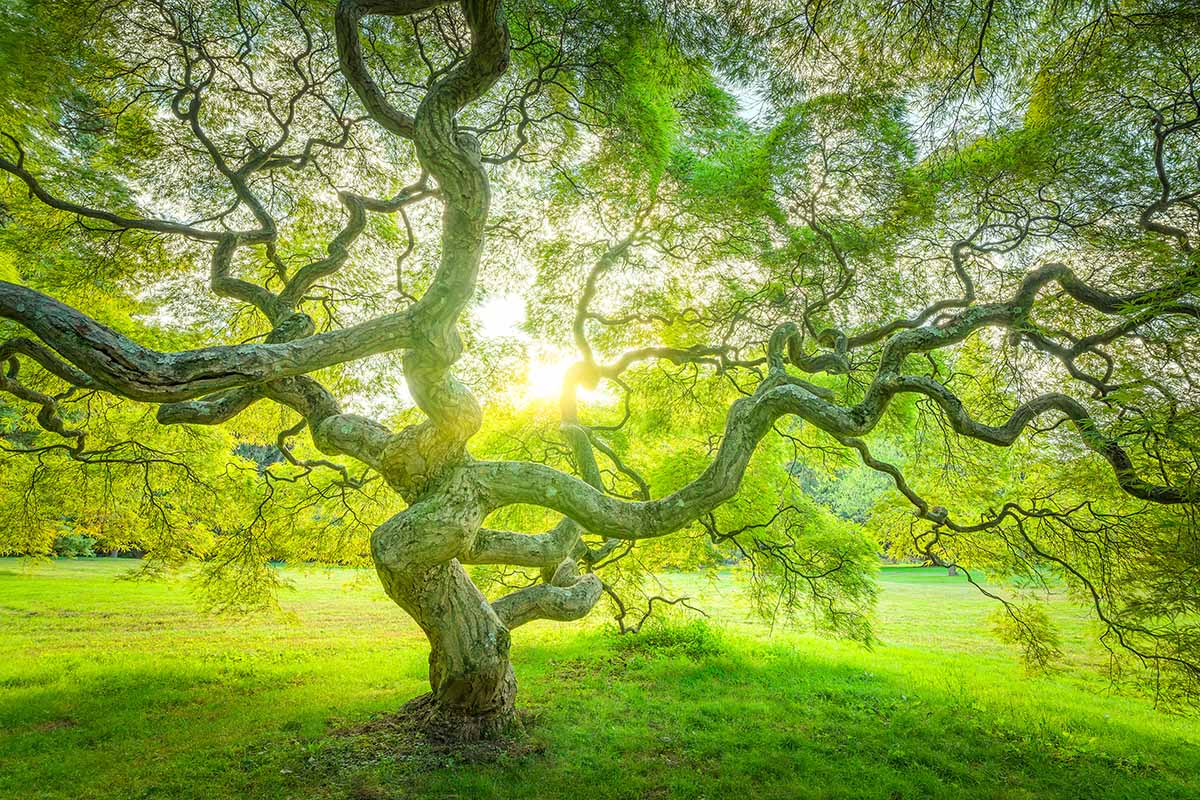 一棵巨大的日本枫树在公园里生长，太阳在它后面创造了一个令人愉悦的剪影。