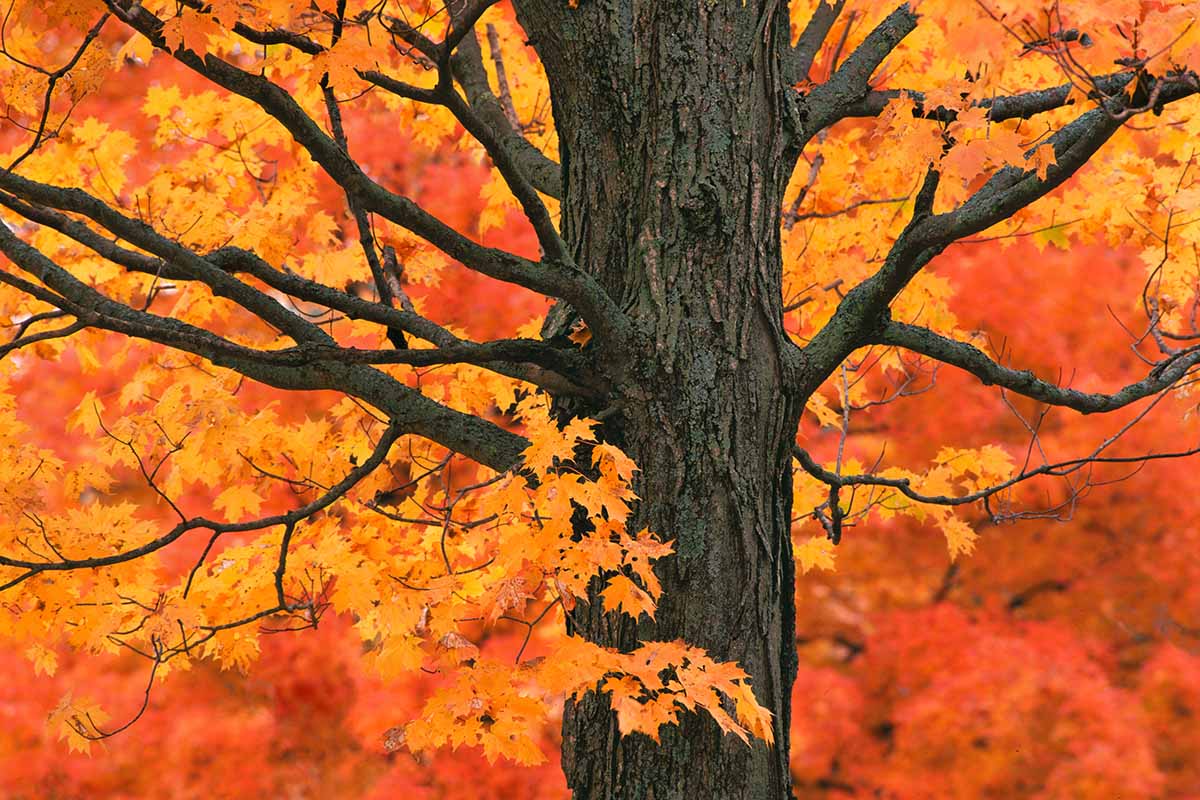 枫树的近水平形象与戏剧性的秋天树叶。