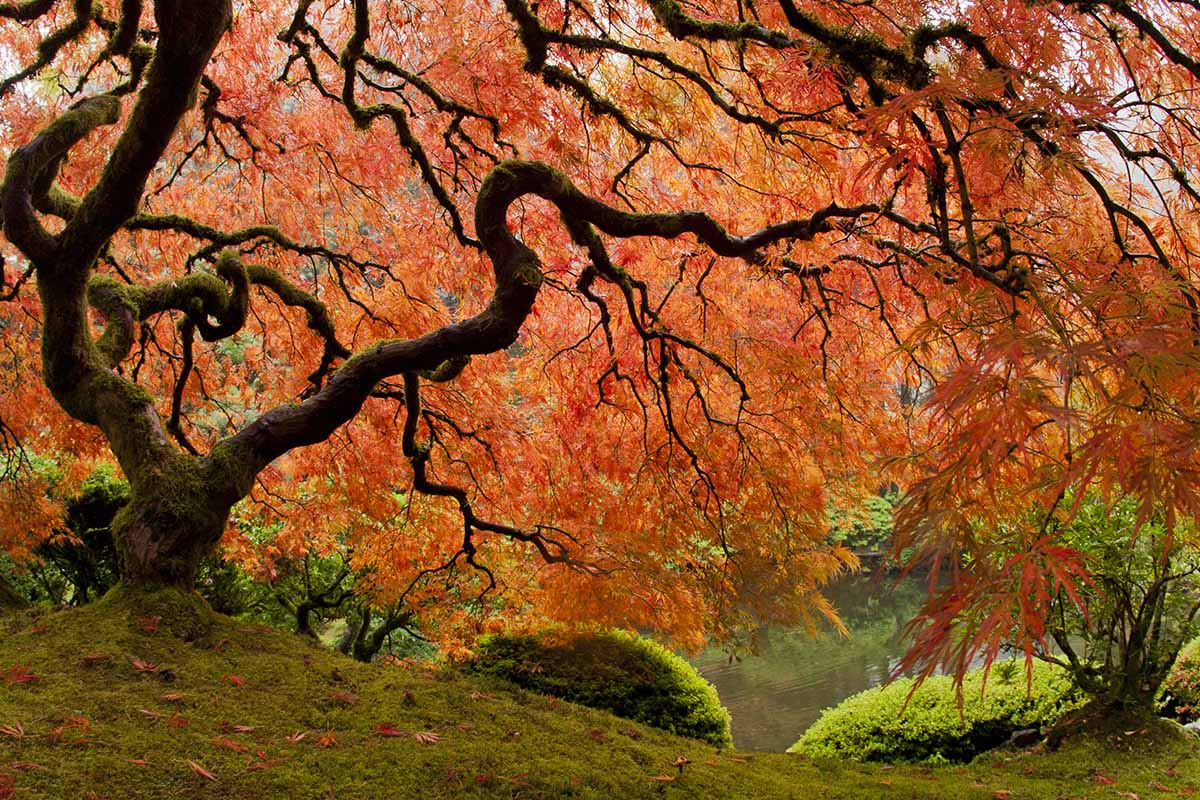 水平的大型日本枫树,秋天树叶生长在湖旁边一个正式的花园。