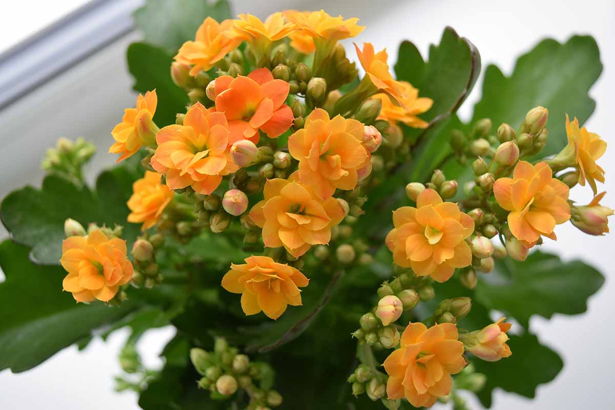 一个近距离的水平图像的橙色花朵kalanche blossfeldiana生长在室内的花盆。