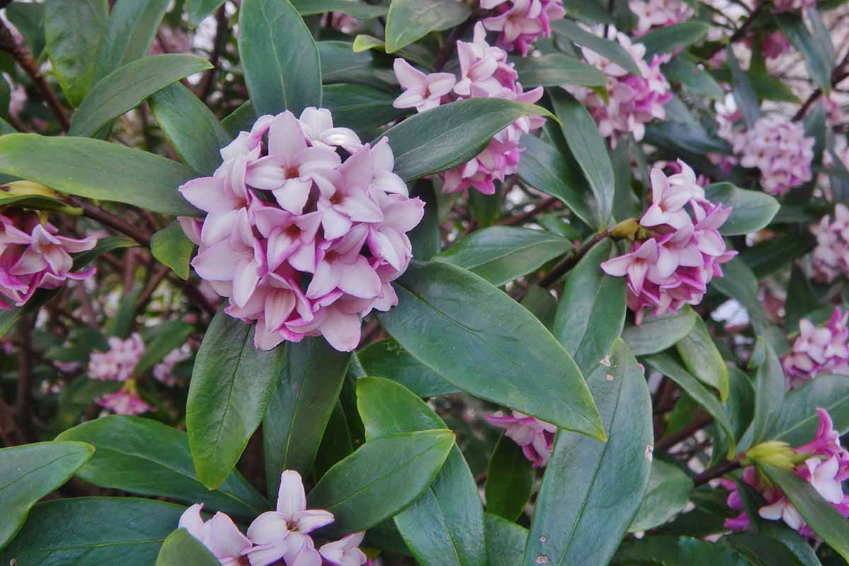 一个近距离水平图像的粉红色花和绿色叶子的达芙妮在花园里生长。