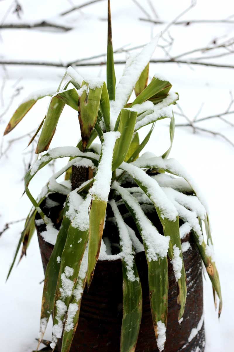 这是一株丝兰植物在容器中生长的近距离垂直图像，容器因低温和积雪的覆盖而柔软受损。