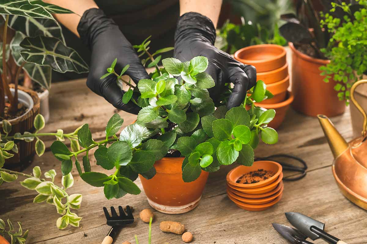 一个近距离的水平图像的园丁戴着黑色手套盆栽一个小花店的kalanance植物。