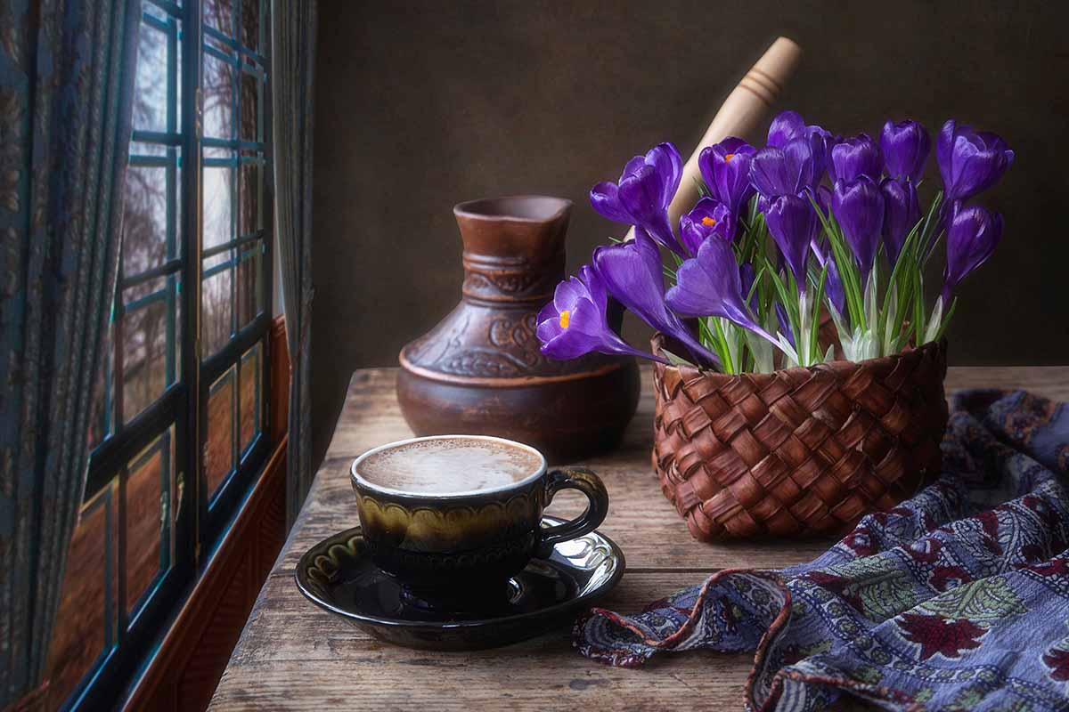 近距离的水平图像，紫色番红花生长在一个花盆里，花盆放在靠近窗户的乡村木桌上。