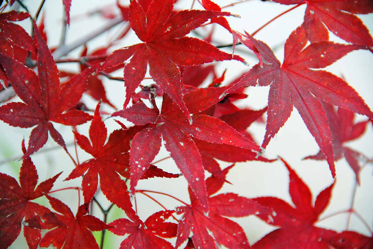 关闭水平图像的红色秋天树叶鸡爪槭软焦点的背景图。