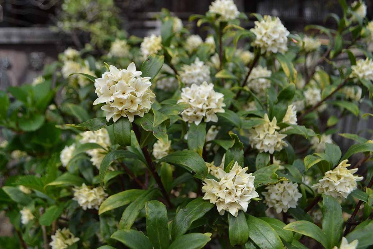 一个近距离的水平图像的奶油白色的达芙妮odora 'Alba花生长在花园里。