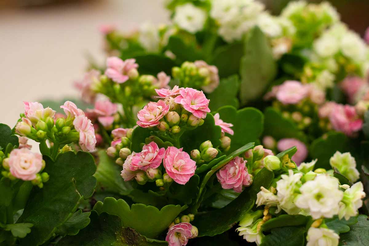 一个近距离的水平图像的粉红色和白色的花店的kalanche花生长在花盆。