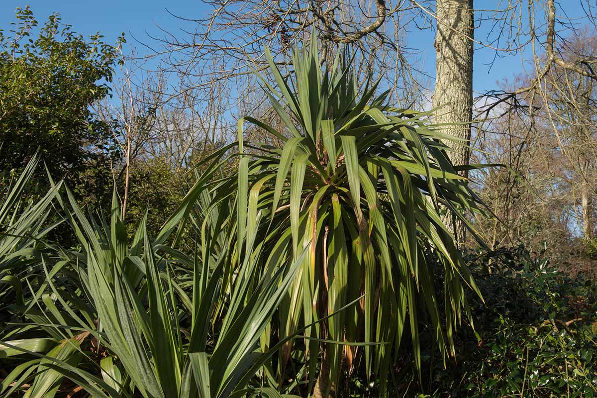 一个近距离的水平图像的大型丝兰植物生长在花园拍摄的阳光。BOB体育APP苹果下载