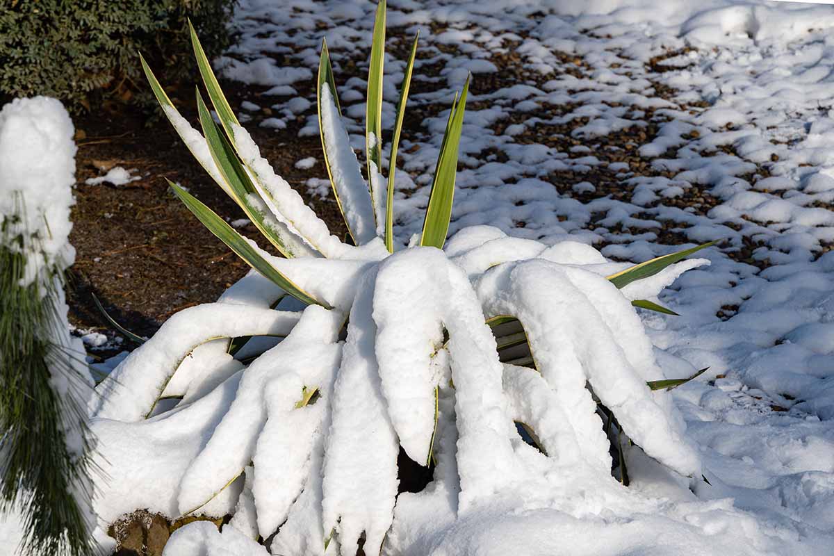 在阳光照射下，一株丝兰被雪覆盖的近距离水平图像。
