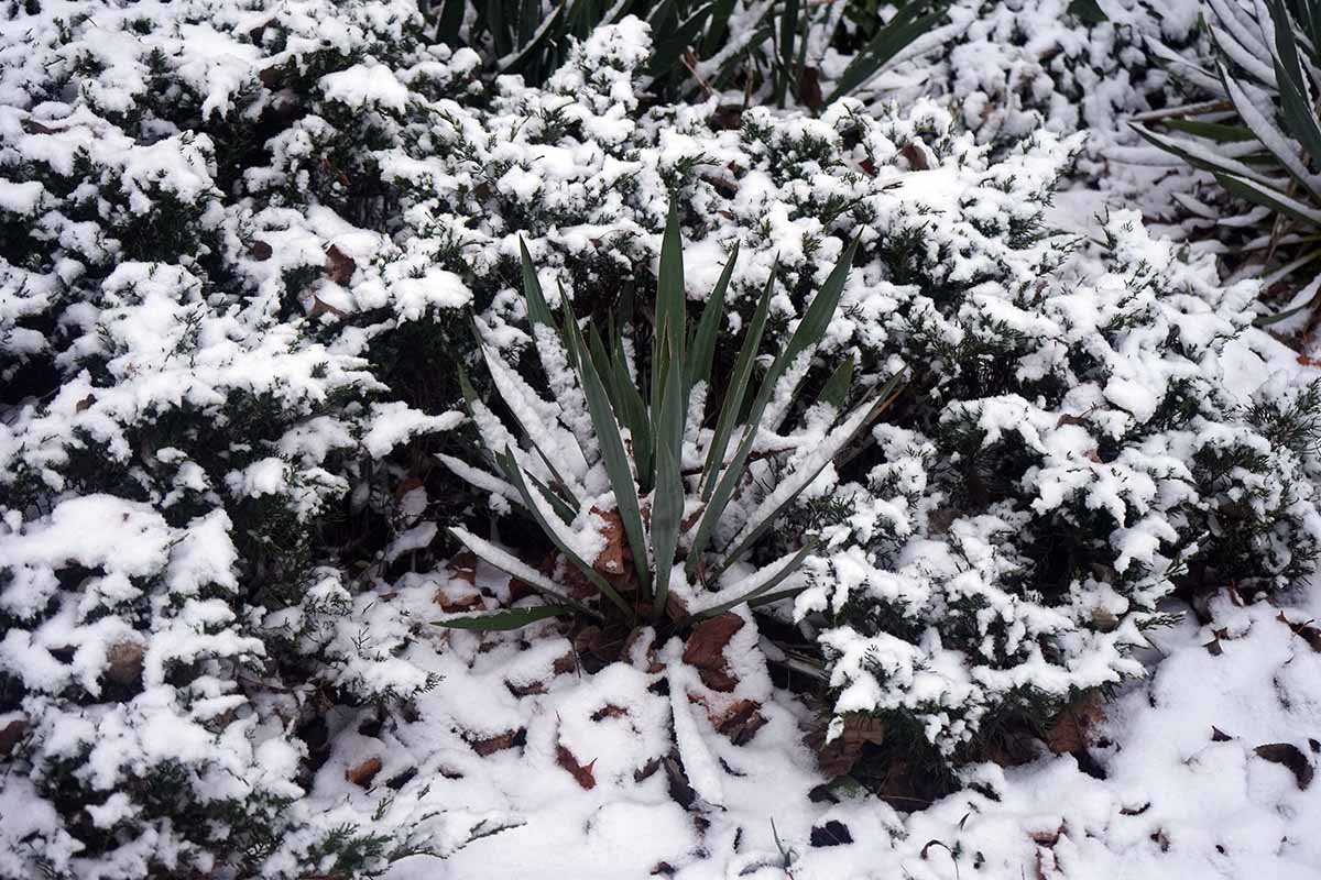 雪覆盖下丝兰和其他植物的近距离水平图像。BOB体育APP苹果下载