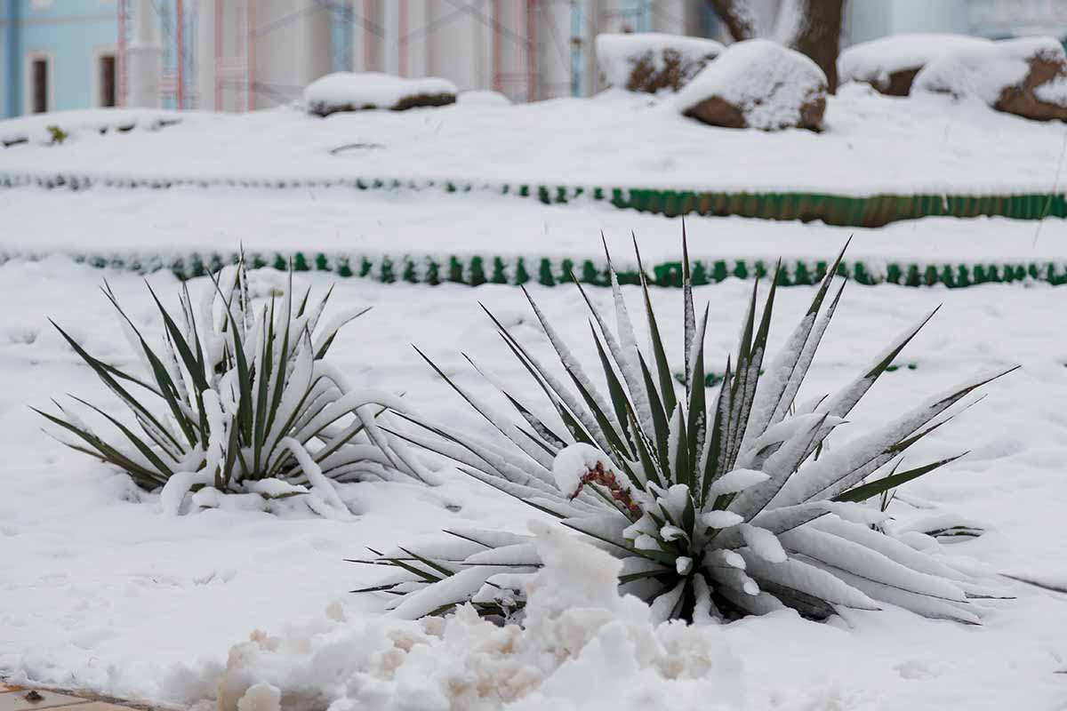 一个近距离水平图像的丝兰植物在冬季花园覆盖了一层雪。BOB体育APP苹果下载