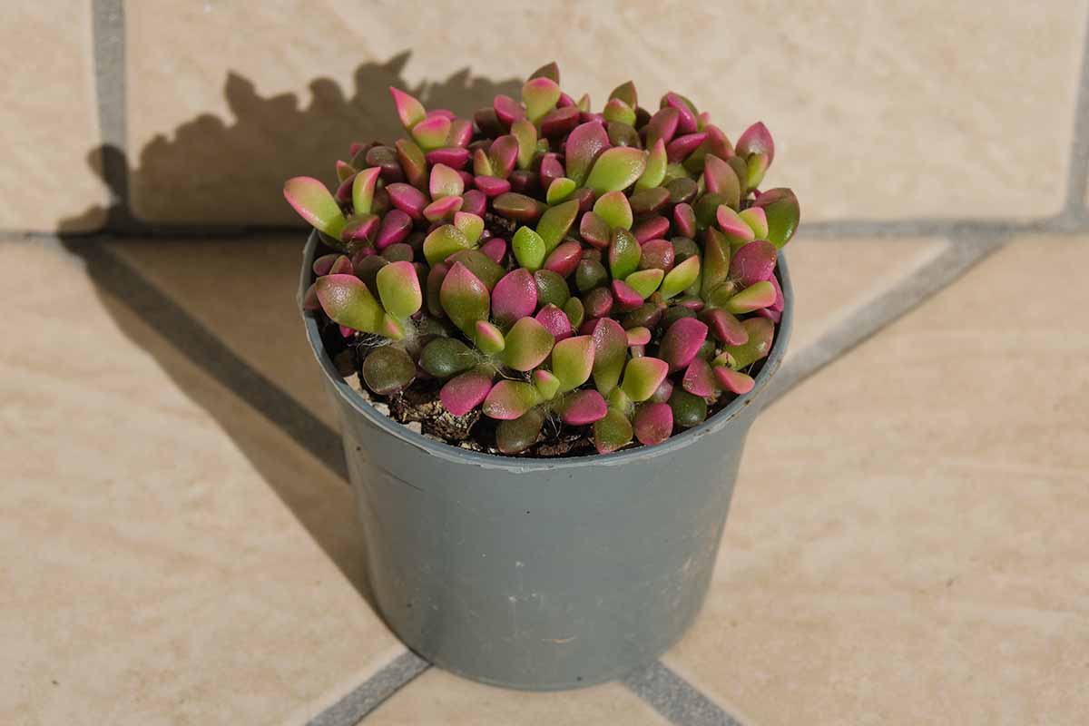 一个近距离的水平图像，一个小的Anacampseros rufescens植物，粉红色和绿色的叶子生长在一个灰色的花盆里，放置在瓷砖表面。