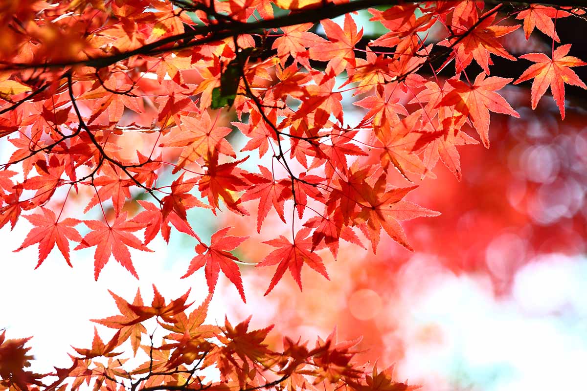 一个近距离的水平图像，红色的日本枫树(Acer palmatum)的叶子生长在一个软焦点背景拍摄的花园。