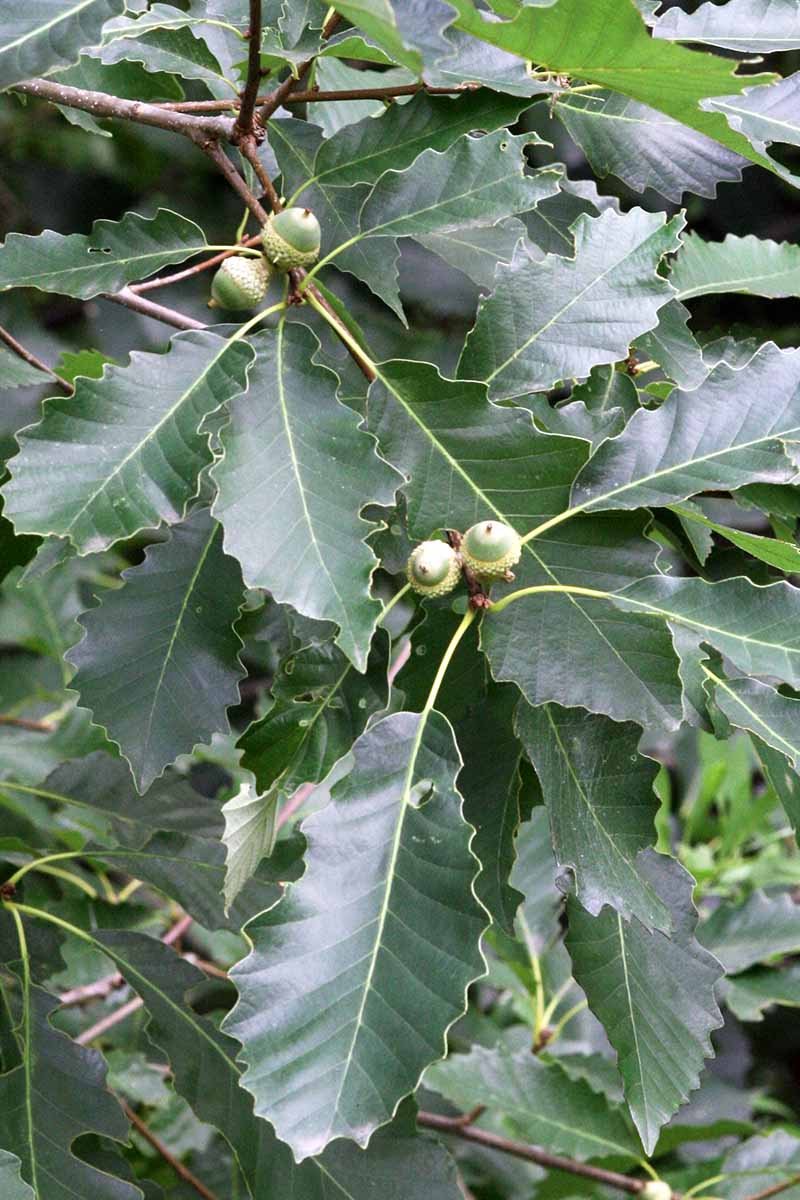 近距离垂直拍摄的橡子在一棵chinkapin橡树上形成，坚果被深绿色的叶子包围。